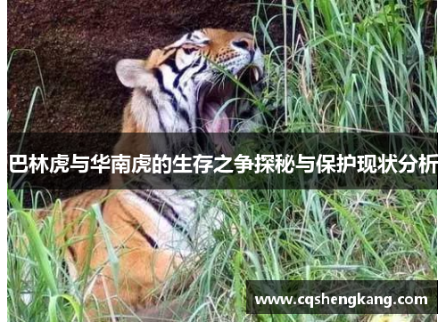 巴林虎与华南虎的生存之争探秘与保护现状分析
